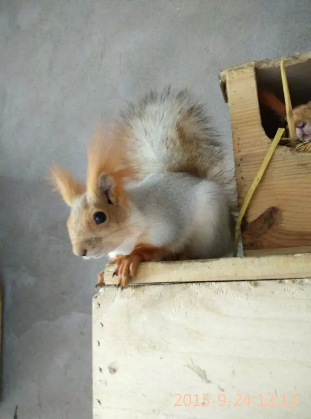  p>雪地松鼠 a href="#" data-lemmaid="3114362">尾毛 /a>密长而且