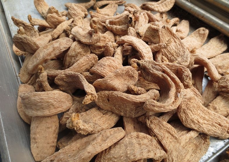  p>冬天麻(学名: i>gastrodia hiemalis /i> t. p.