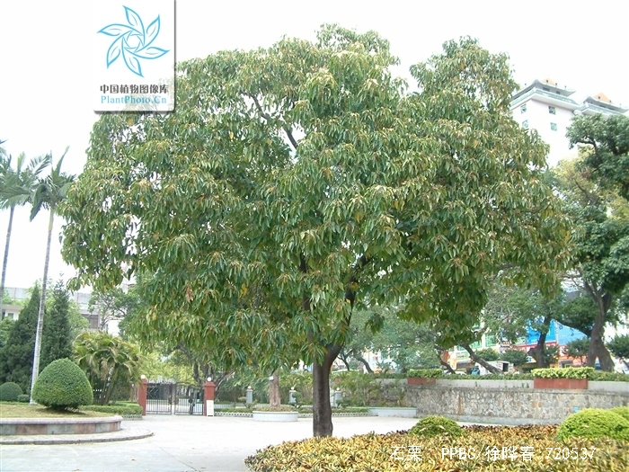  p> b>石栗 /b>,(拉丁学名:aleurites moluccana (l.