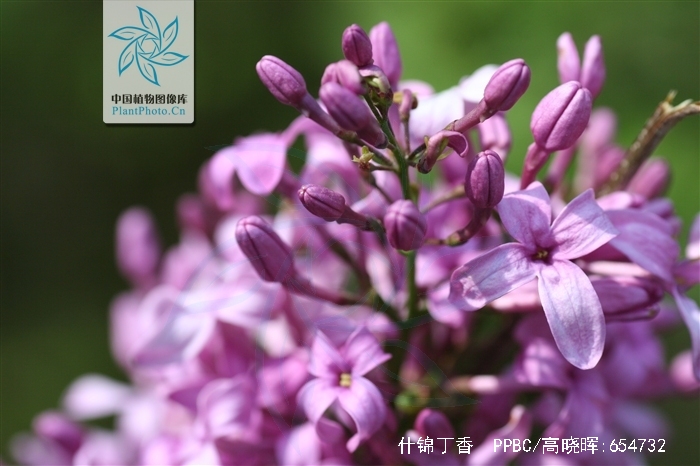 p>什锦丁香(学名 i>syringa/i i>chinensis/i willd.
