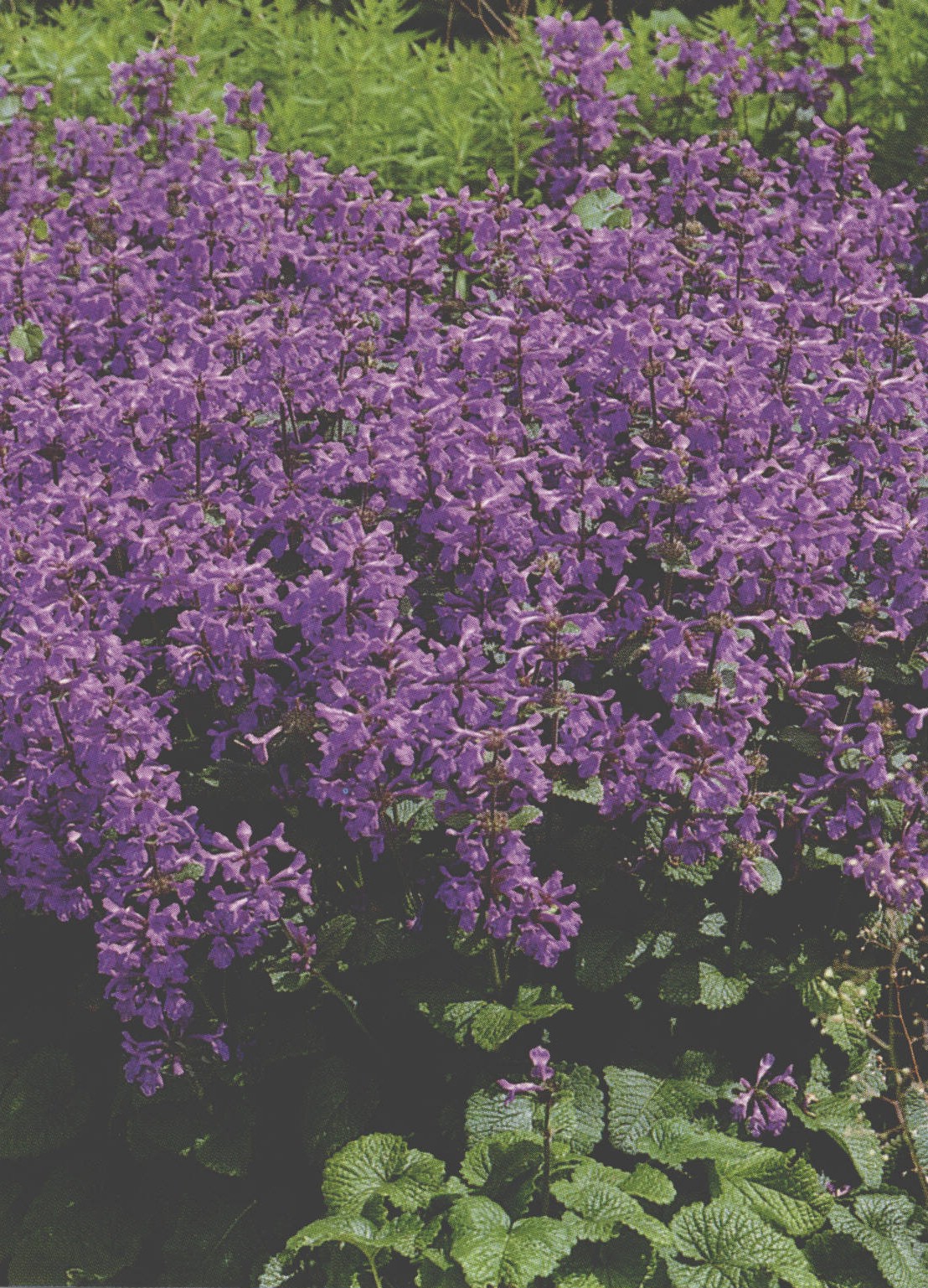 strictiflora var. latidens