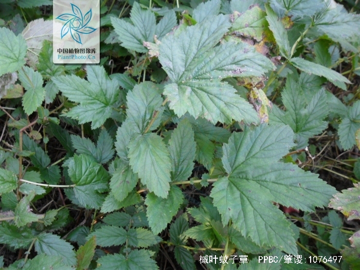 槭叶蚊子草