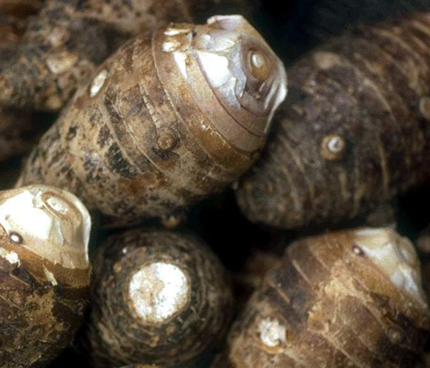  p data-id="go06xwg4vt">苍南槟榔芋是天星科草本植物,肉质根可以