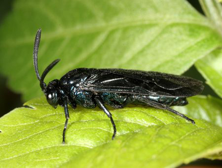  p>昆虫名,为膜翅目, a target="_blank" href="/item/三节叶蜂科