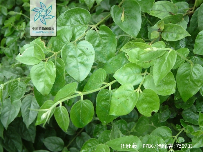  p>扭肚藤( i>jasminum elongatum (bergius) willd.