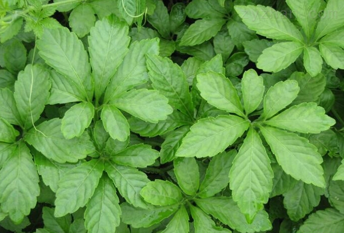  p>绞股蓝皂苷,又名七叶胆,甘茶蔓,小苦药,公罗锅底,属葫芦科植物.