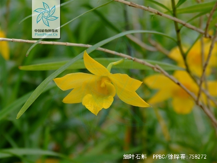  p>细叶石斛(学名: i>dendrobium hancockii /i>  rolfe): a target="
