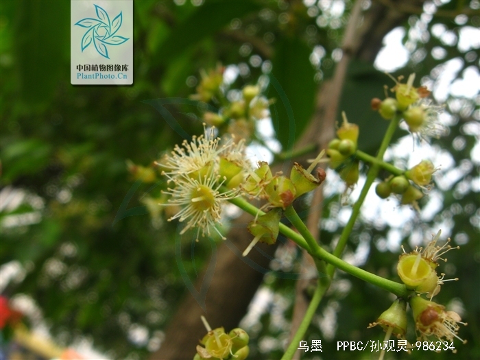  p>海南蒲桃(学名: i>syzygium hainanense /i> chang et miau)是