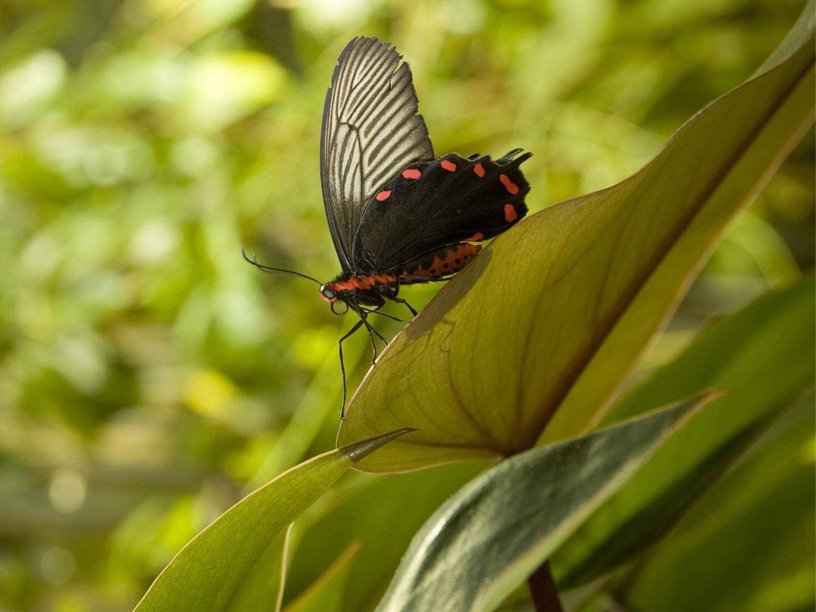 欧福里翁绿鸟翼凤蝶