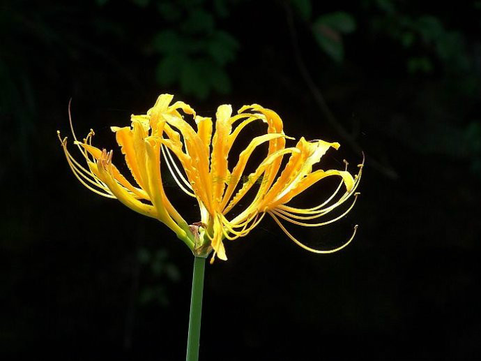  p>中国石蒜(学名: i>lycoris chinensis traub /i>)草本,地生.