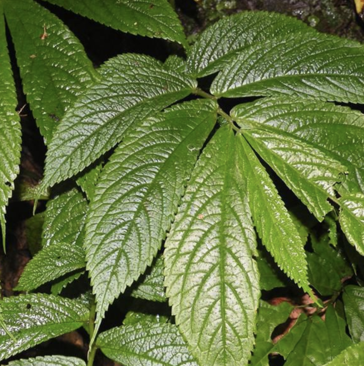  p>多序楼梯草(学名: i>elatostema macintyrei /i> dunn)是荨麻科