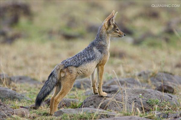  p>黑背胡狼(学名: i>canis mesomelas /i>):个头较小,长相似狗,行动