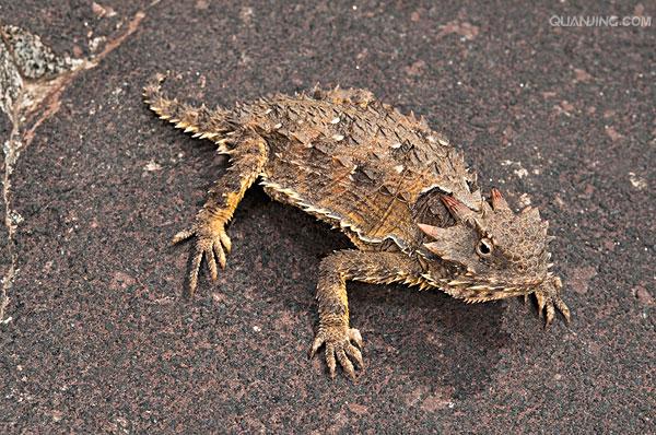 phrynosoma coronatum blainvile,别名冠状角蜥,英文名horned toad