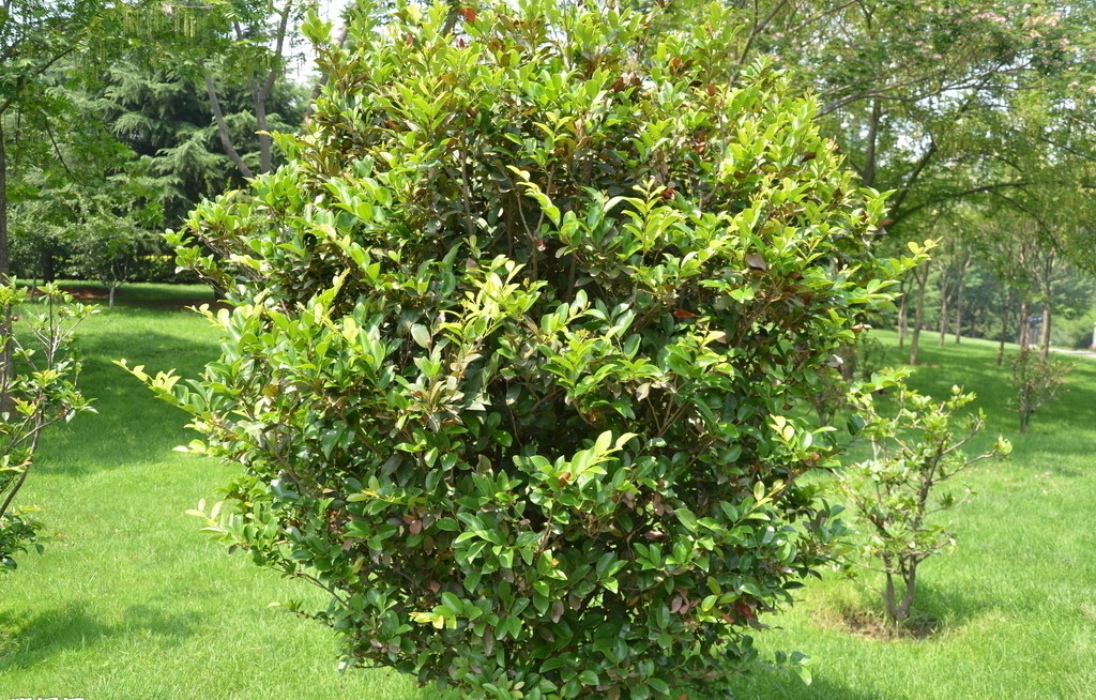  p>蚊母树(拉丁文名: i>distylium racemosum sieb.et zucc.).