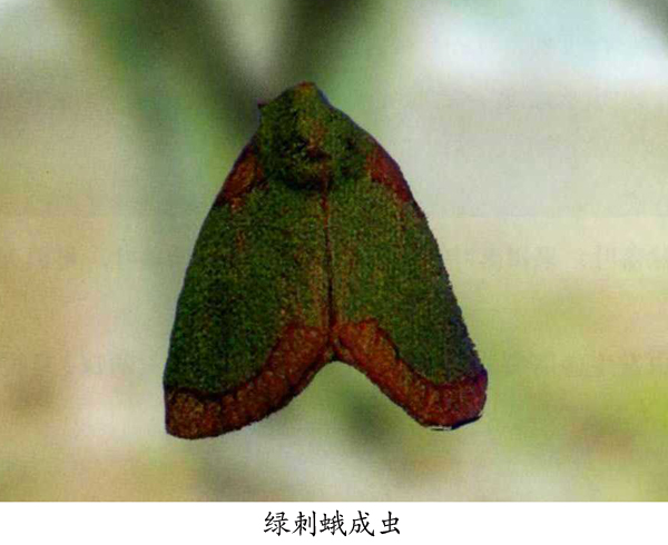  p>褐边绿刺蛾( i>latoia consocia /i> walker),别名: 青刺蛾, a