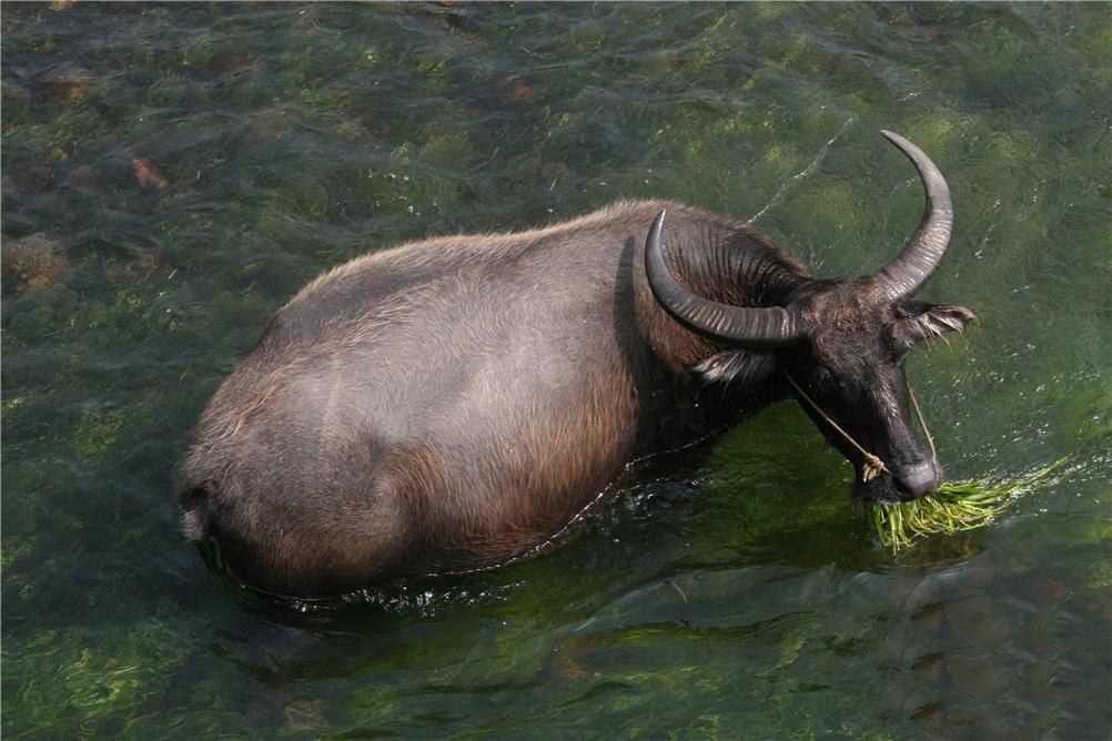 水牛英文,英文 p>水牛(学名:bubalus bubalus,英文名称:asian buffalo)也叫印度水牛