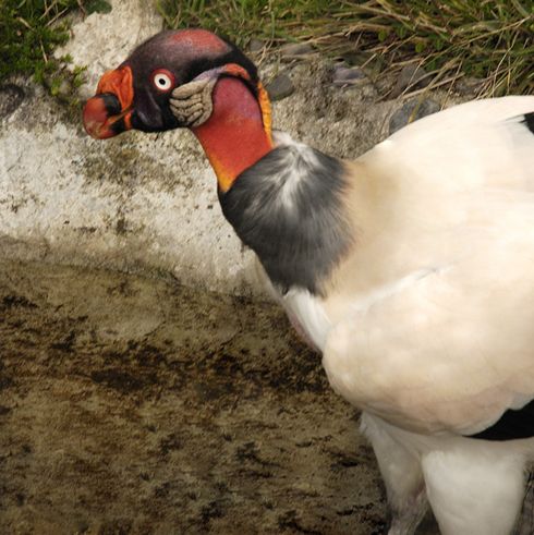  p>王鹫(学名:sarcoramphus papa),又名国王秃鹫,是大型食腐鸟类.