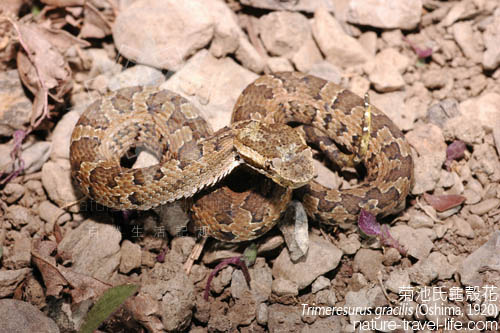  p>台湾毒蛇中,多数人只知道龟壳花,其实有三种,分别是平地的龟壳花, 