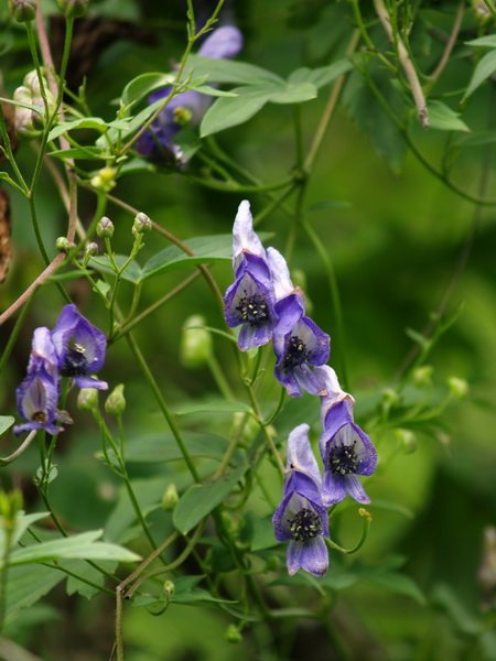 p>多枝乌头,是毛茛科乌头属植物,主要分布于中国云南中甸. /p>