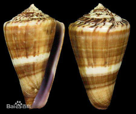  p>宝塔骨螺是 a target="_blank" href="/item