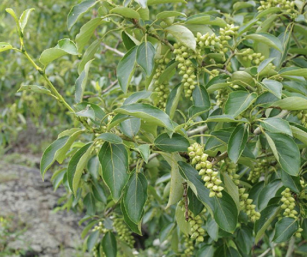  p>香杨(学名: i>populus koreana /i> rehd.)是杨柳科杨属植物.