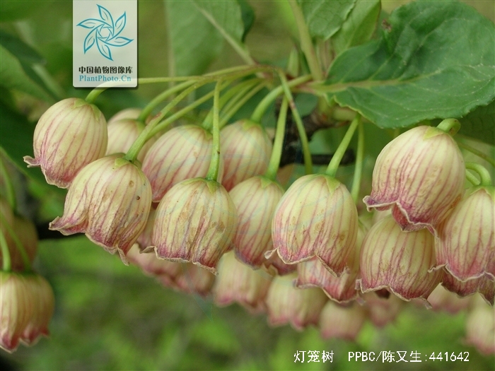  p>灯笼树(学名: i>enkianthus chinensis /i> franch.