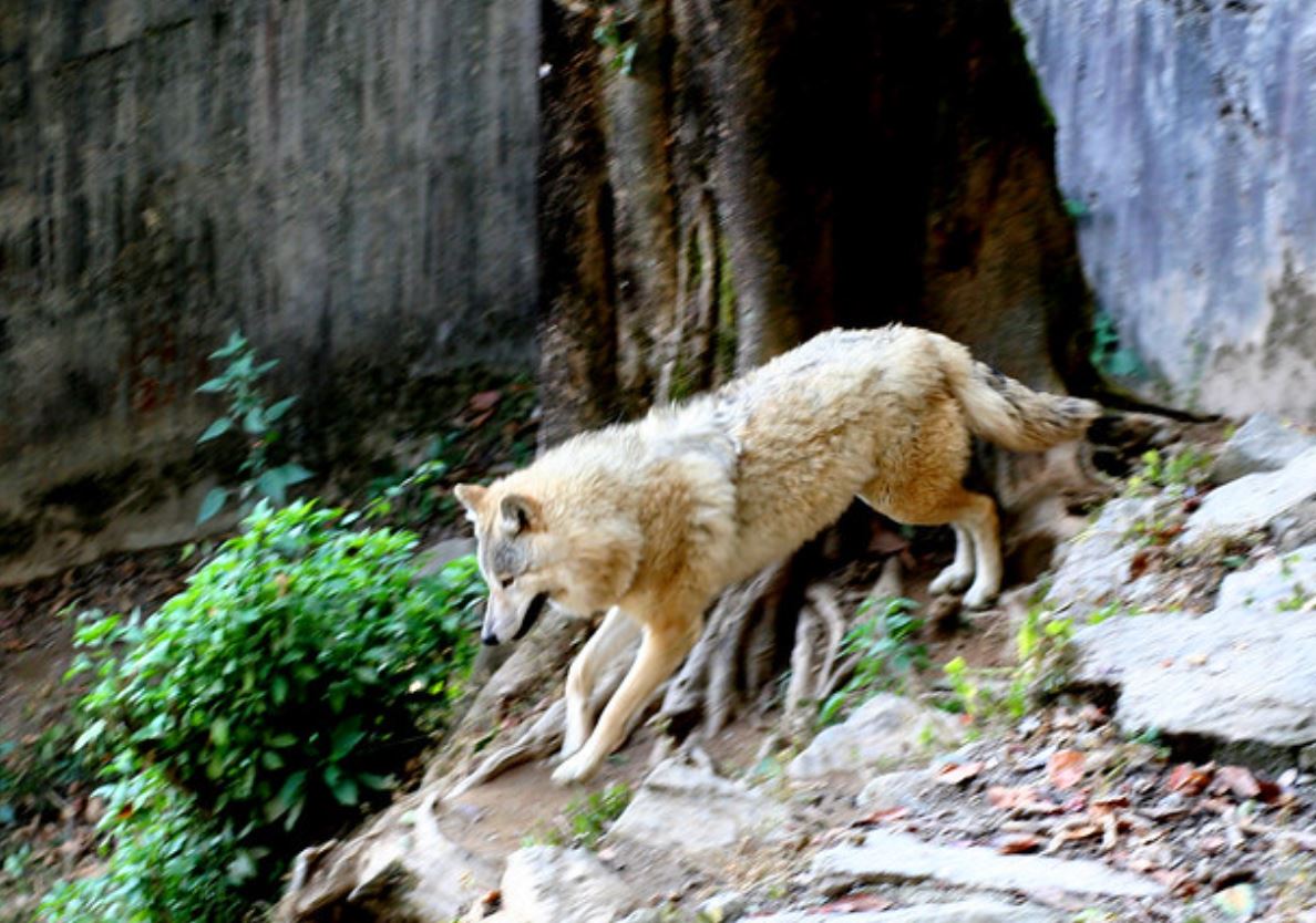  p>喜马拉雅狼(学名: i>canis himalayensis /i>):是哺乳纲,犬科的一
