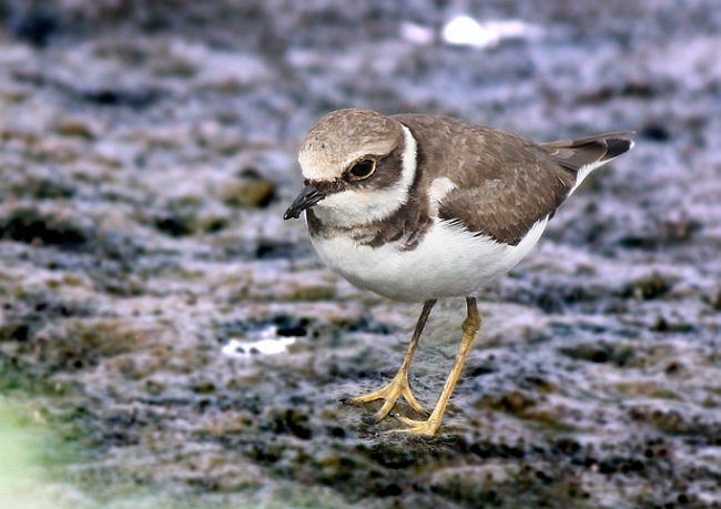 little ringed plover