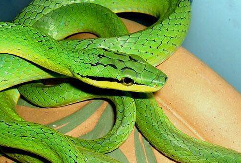 无毒蛇,全长约1m,体尾均较细长,尾长占全长的五分之二.