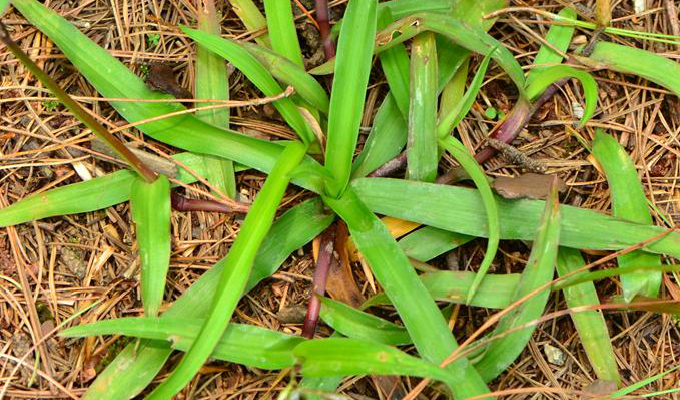  p>细竹篙草(学名: i>murdannia simplex /i> (vahl) brenan)是鸭跖草