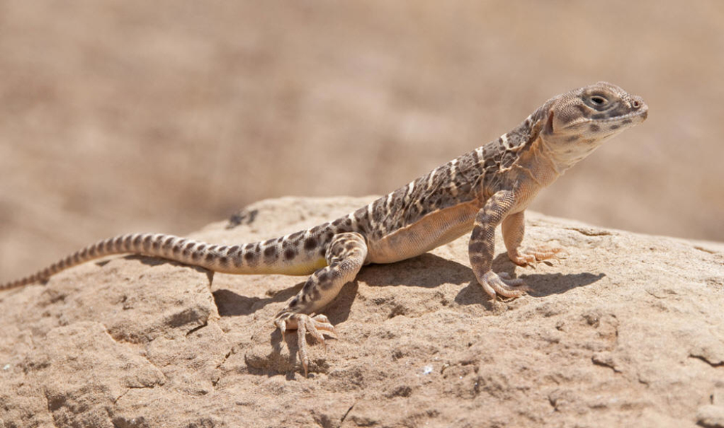属于蜥蜴亚目鬣蜥科爬行类,体大,有斑点.