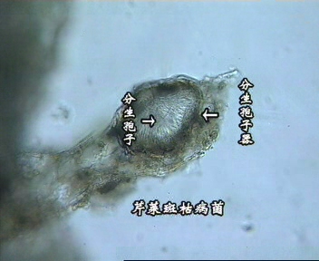  p>球壳目是 a target="_blank" href="/item/子囊菌亚门/1802409"