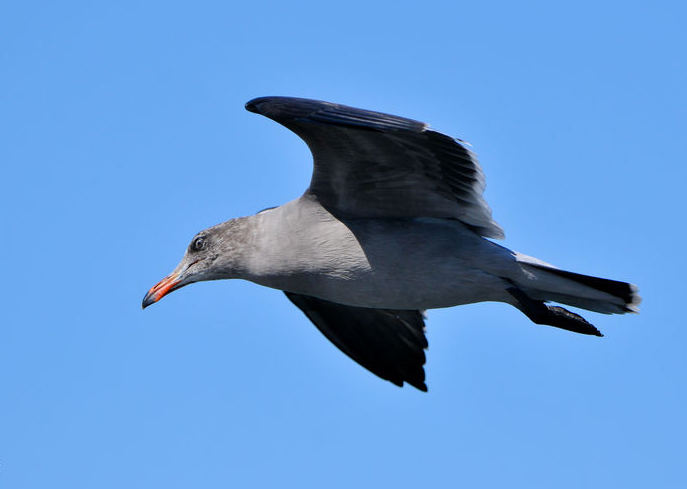  p>红嘴灰鸥(学名: i>larus heermanni /i>)是鸥科,鸥属的一种鸟类.