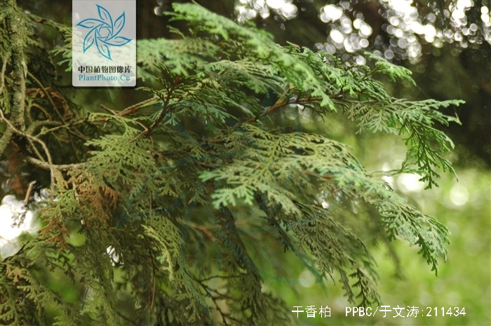  p>干香柏(学名: i>cupressus duclouxiana  /i>hickel)是柏科,柏木属