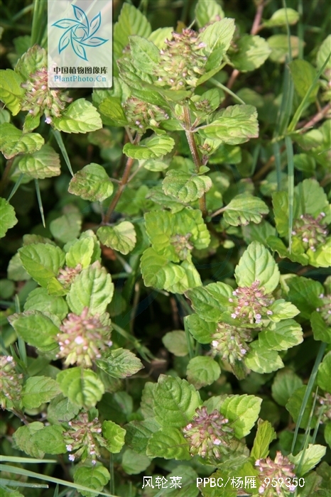  p>风轮菜为 a href="#" data-lemmaid="2381957">唇形科 /a>, a href