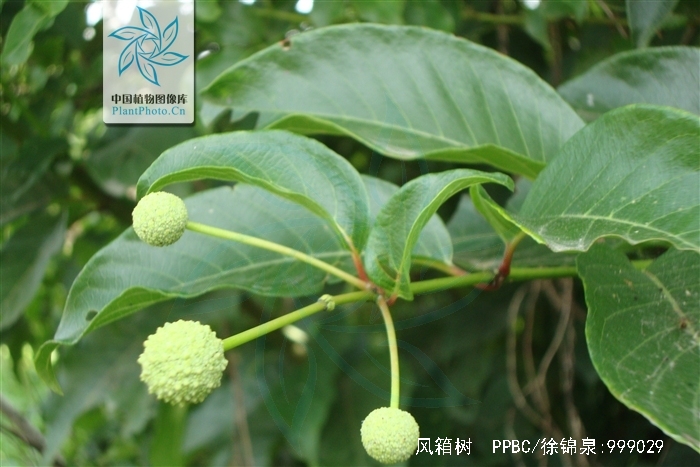 风箱树