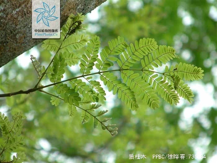  p>盾柱木 (学名:brachytome hainanensis c. y. wu ex w. c.