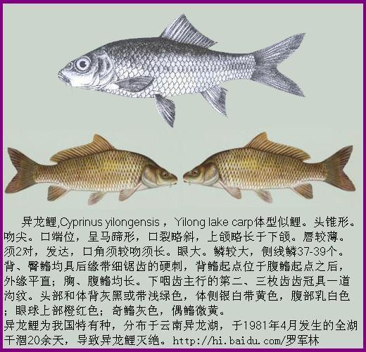 cyprinus yilongensis