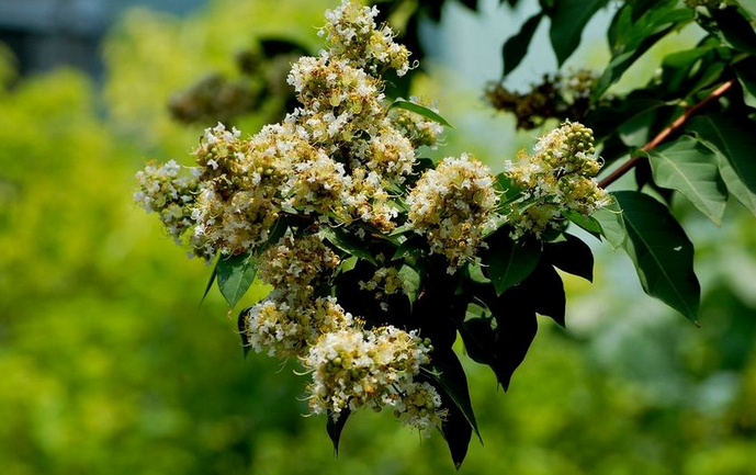  p>川黔紫薇(学名: i>lagerstroemia excelsa /i> (dode) chun)是