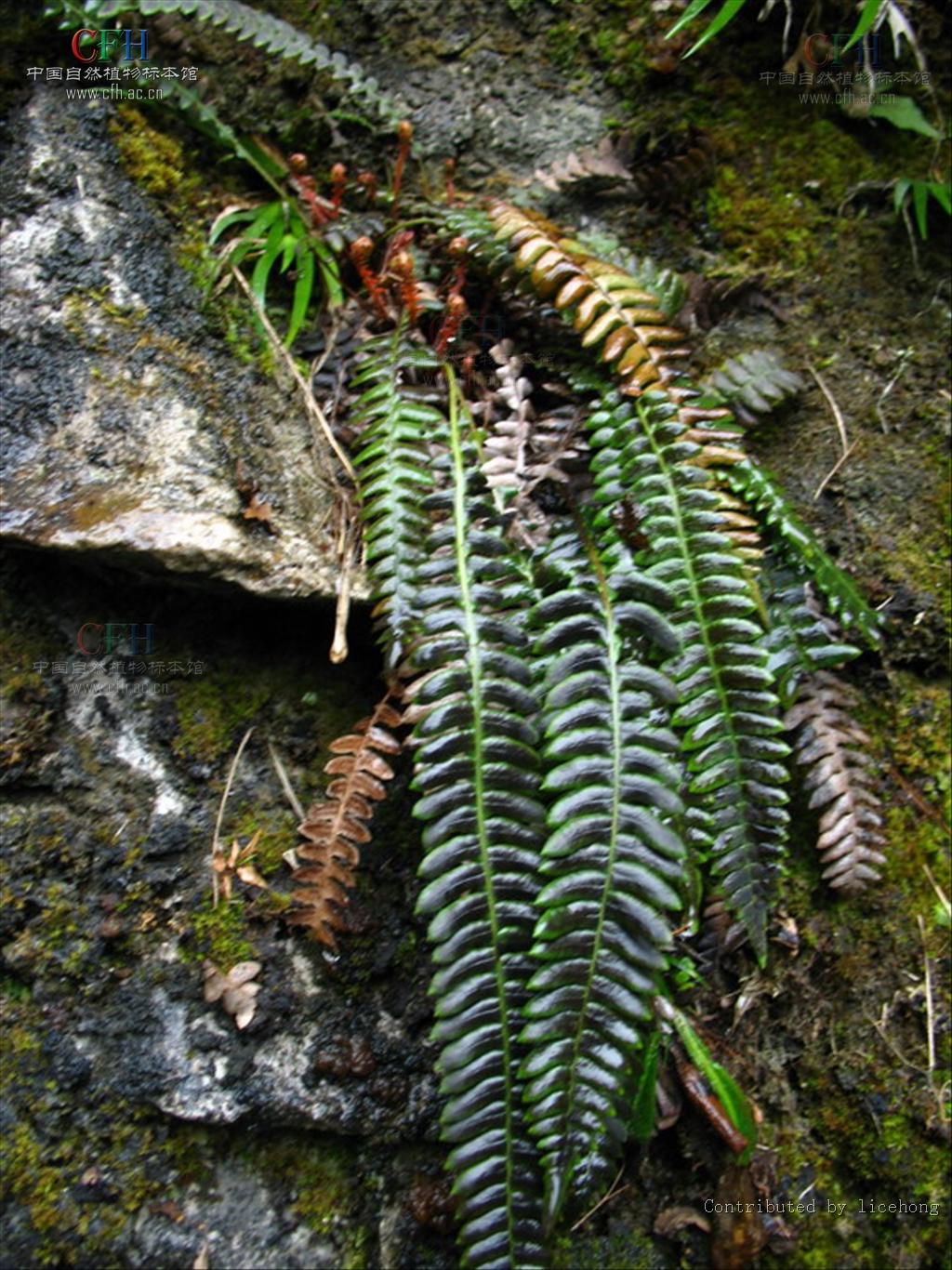  p>荚囊蕨属(学名:struthiopteris scopoli)是乌毛蕨科下属一属.