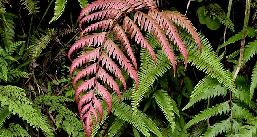  p>珠芽狗脊(学名: i>woodwardia prolifera /i> hook. et arn.