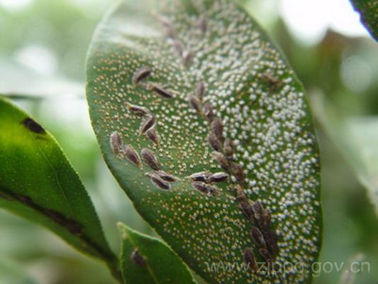  p>昆虫名,属同翅目,盾蚧科.