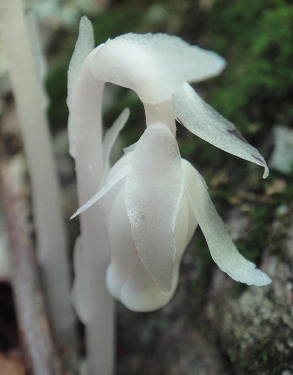  p>水晶兰(学名: i>monotropa uniflora /i>  linn.