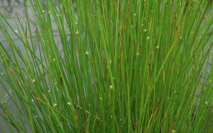  p>萤蔺是一种属于单子叶植物纲莎草科 a>藨草属 /a>的多年生草本杂草