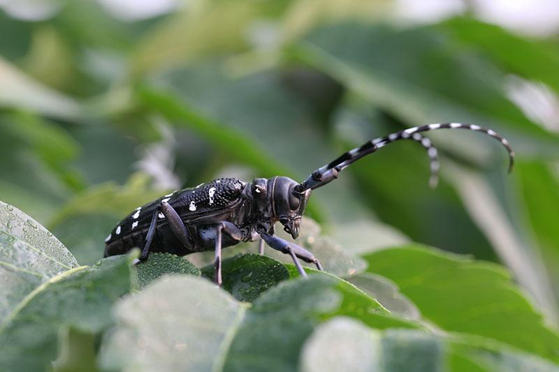  p>星天牛( i>anoplophora chinensis  /i>(forste