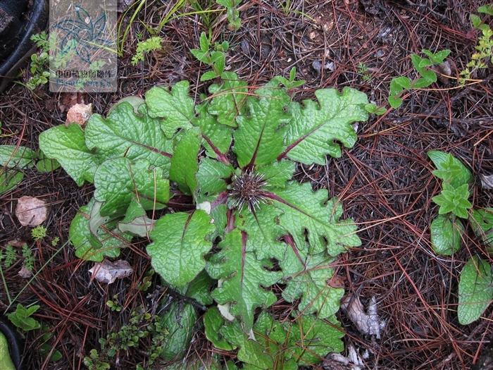  p> a target="_blank" href="/item/平苞川木香/4099583" data-lemma