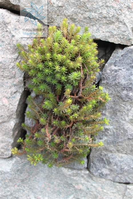 sedum polytrichoides hemsl.