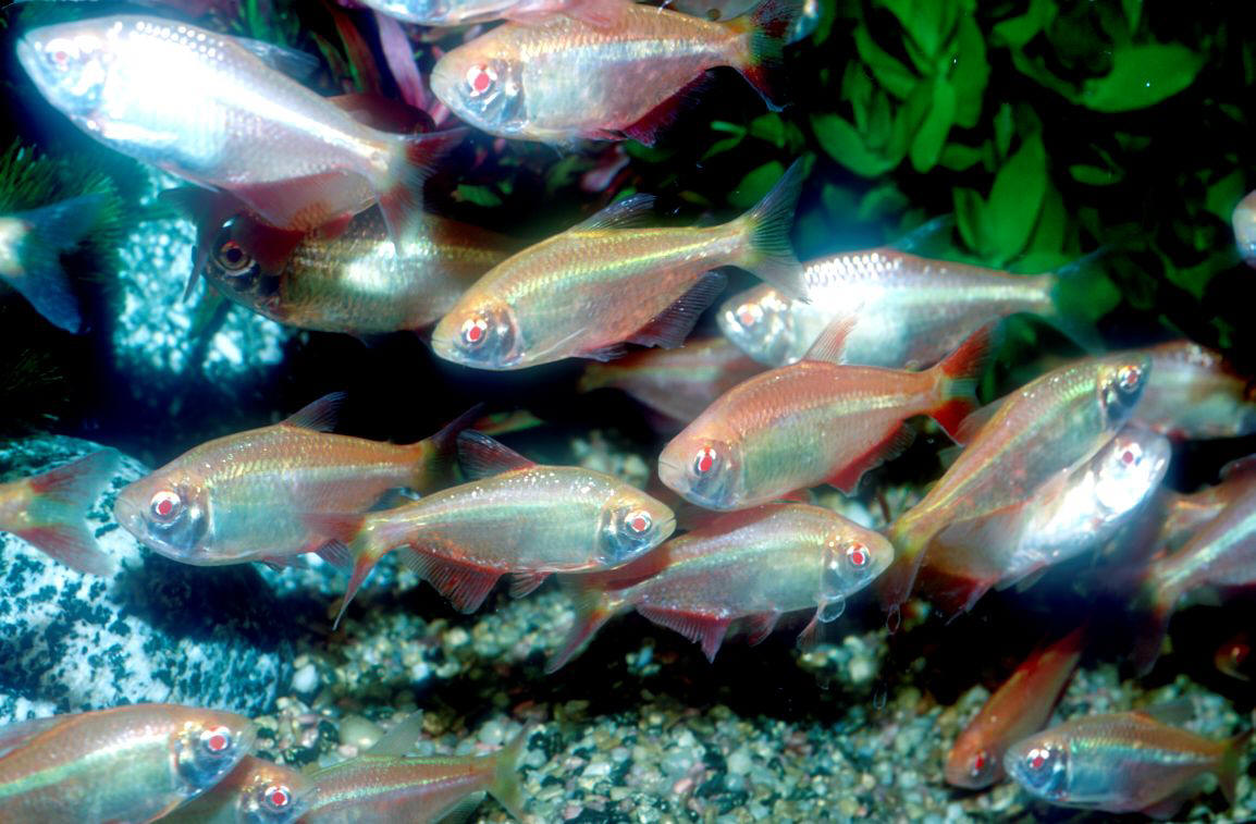  p>金十字灯鱼的各鳍上遍布着鲜红并和金色条纹穿插出渐层,背鳍有着