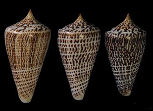 黑字母芋螺(学名:lindaconus spurius lorenzianus)是字母芋螺的亚种