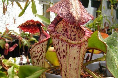  p>圆盾猪笼草(nepenthes clipeata,拉丁语中clipeata代表圆盾,指叶片